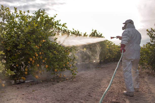 Best Affordable Pest Control Services  in Britton, SD