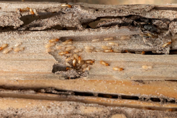 Best Local Pest Control Services  in Britton, SD