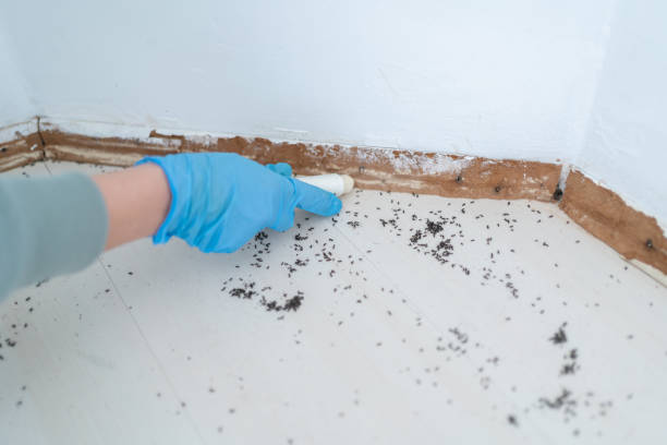 Best Pest Prevention Services  in Britton, SD